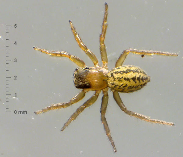 Euophrys frontalis